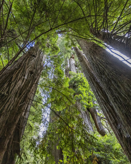 USA, California, Crescent City, Low angle view of tall redwood trees