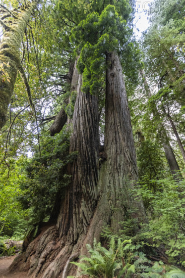 USA, California, Crescent City, Low angle view of tall redwood trees