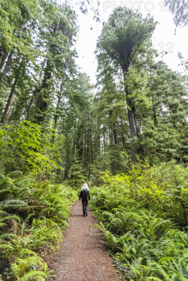 USA, California, Crescent City, Rear view of female hiker on footpath in redwood forest