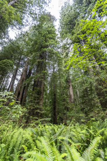 USA, California, Crescent City, Fern leaves and redwood trees