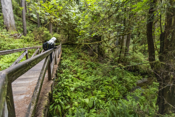 USA, California, Crescent City, Female hiker on footbridge in redwood forest