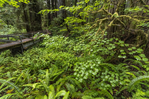 USA, California, Crescent City, Wooden footbridge, redwood trees and ferns