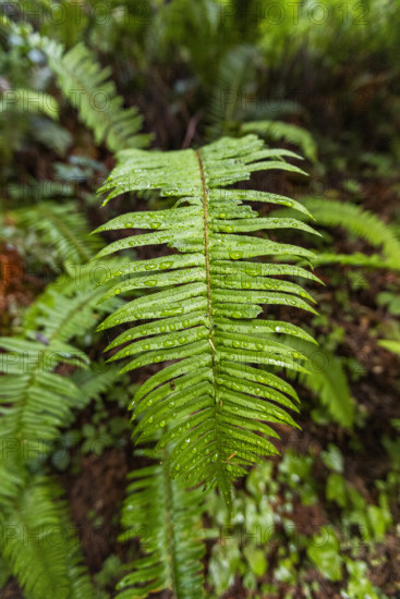 USA, California, Crescent City, Fern frond in redwood forest