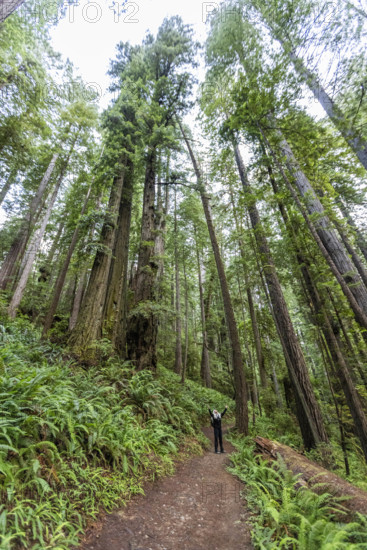 USA, California, Crescent City, Female hiker with raised arms on footpath in redwood forest