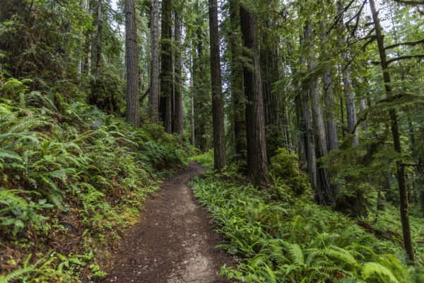 USA, California, Crescent City, Empty footpath in redwood forest