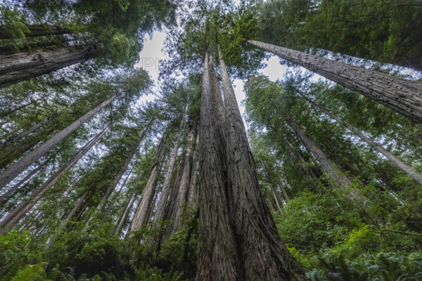 USA, California, Crescent City, Low angle view of tall redwood trees