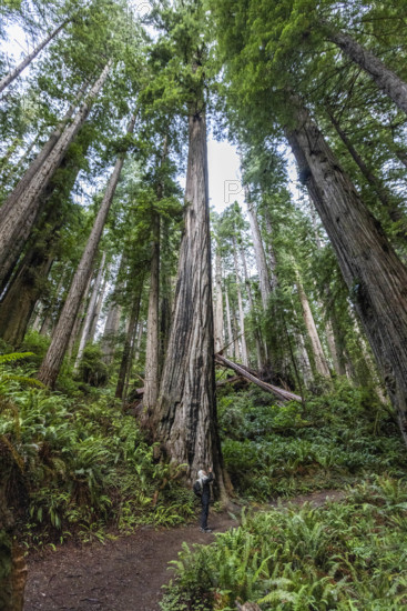 USA, California, Crescent City, Female hiker on footpath in redwood forest
