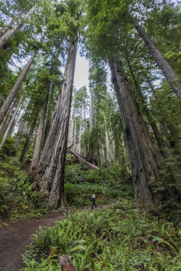 USA, California, Crescent City, Rear view of female hiker on footpath in redwood forest
