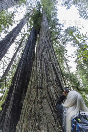 USA, California, Crescent City, Rear view of female hiker photographing redwood tree