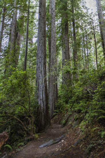 USA, California, Crescent City, Empty footpath in redwood forest