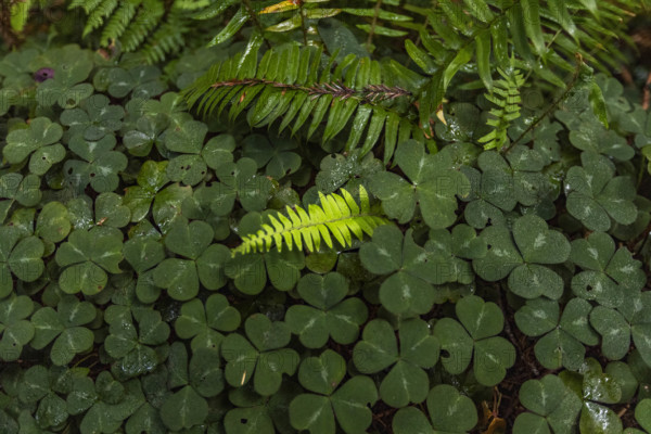 USA, California, Crescent City, Close-up of clover leaves and fern fronds in redwood forest