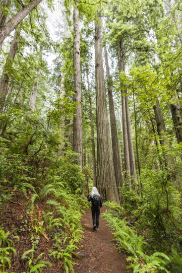 USA, California, Crescent City, Rear view of female hiker on footpath in redwood forest