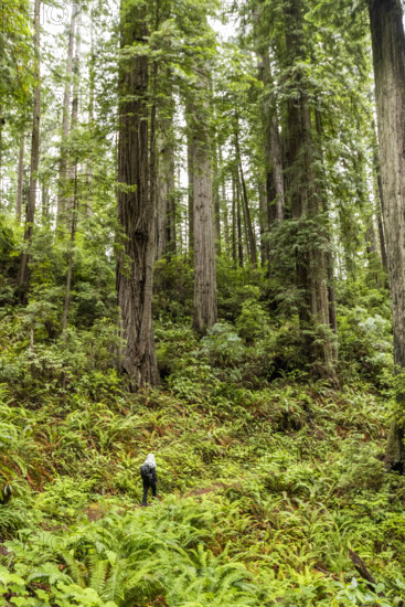 USA, California, Crescent City, Rear view of female hiker on footpath in redwood forest