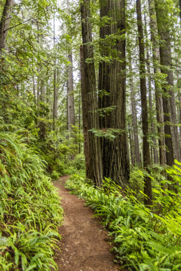 USA, California, Crescent City, Empty footpath in redwood forest