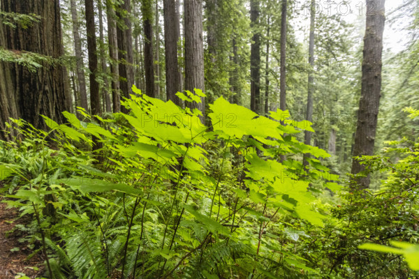 USA, California, Crescent City, Fresh green leaves in redwood forest