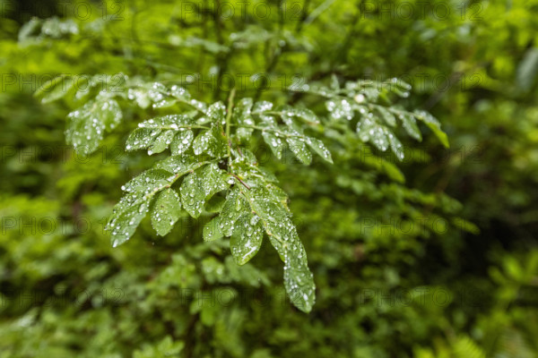 USA, California, Crescent City, Close-up of wet leaves in redwood forest