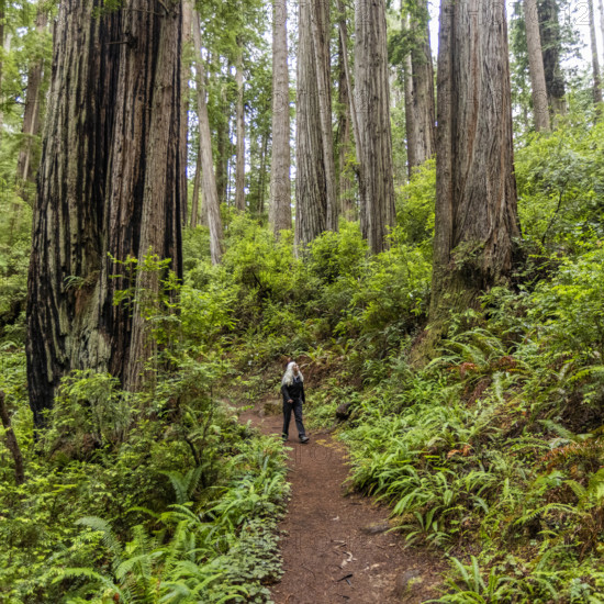 USA, California, Crescent City, Female hiker on footpath in redwood forest