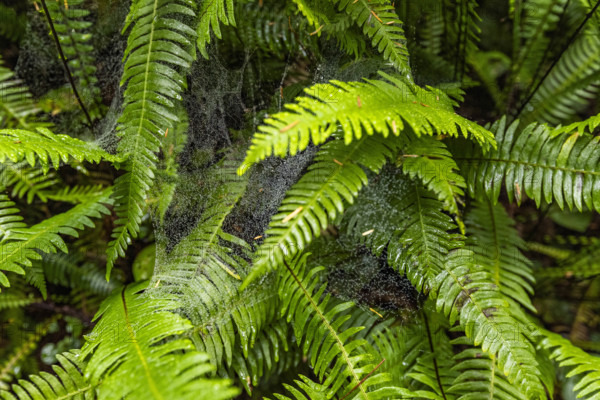 USA, California, Crescent City, Close-up of fern leaves with spider web