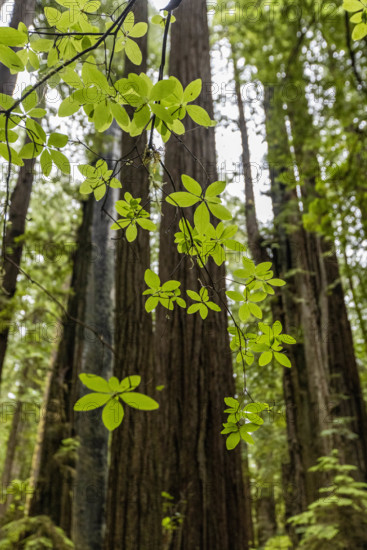 USA, California, Crescent City, Tall redwood trees with fresh leaves in foreground