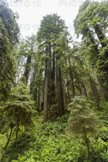 USA, California, Crescent City, Tall redwood trees and ferns