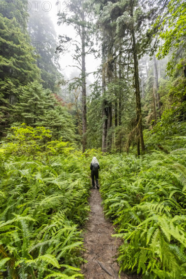 USA, California, Crescent City, Rear view of female hiker on footpath in redwood forest