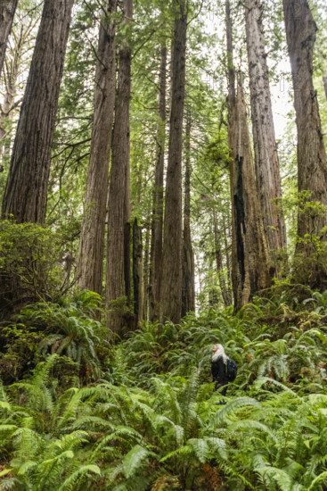 USA, California, Crescent City, Female hiker in redwood forest