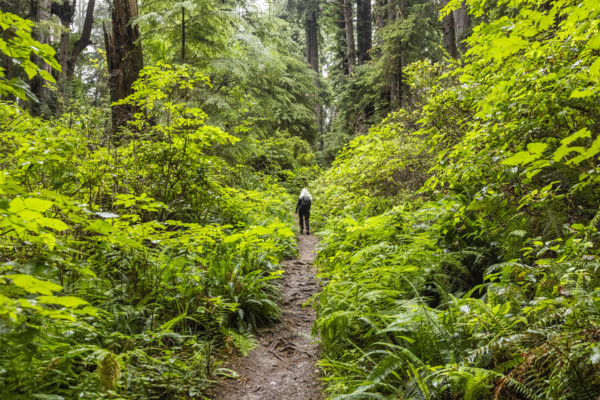 USA, California, Crescent City, Rear view of female hiker on footpath in redwood forest