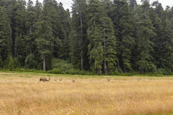USA, California, Crescent City, Elk herd in grassy meadow