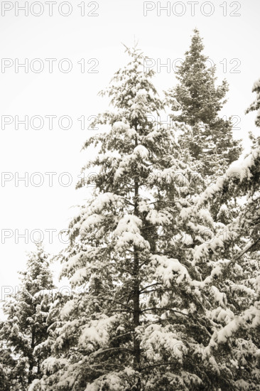 Snow covered Spruce trees, Idaho, USA