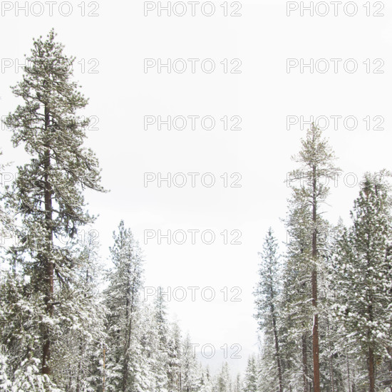 Snow covered Ponderosa Pine trees, Idaho, USA