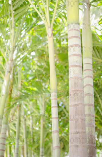 Palm trees in forest
