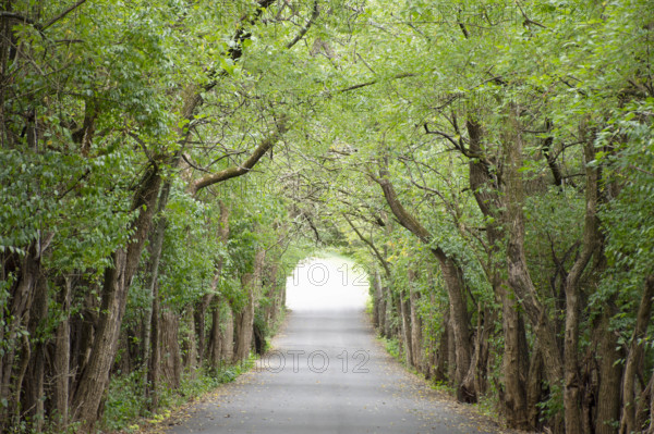 USA, Tennessee, Nashville, Green trees making canopy over empty country road