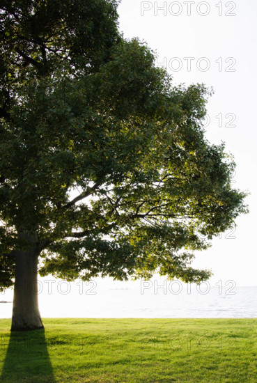 USA, New York, Pulaski, Sun shining through Oak tree by Lake Ontario