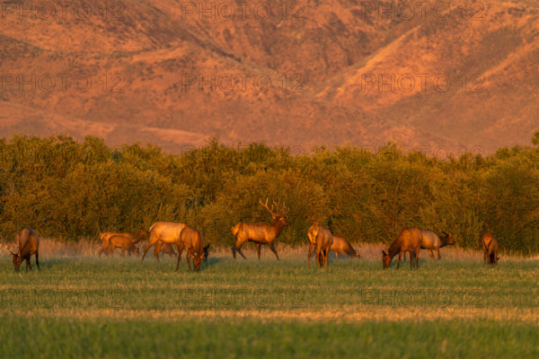 USA, Idaho, Bellevue, Elk herd grazing in grassy field at sunset