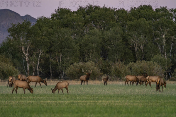 USA, Idaho, Bellevue, Elk herd grazing in grassy field at sunset