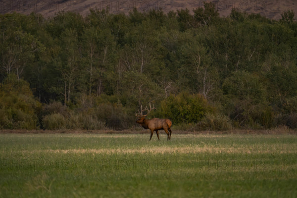 USA, Idaho, Bellevue, Bull elk in grassy field at dusk