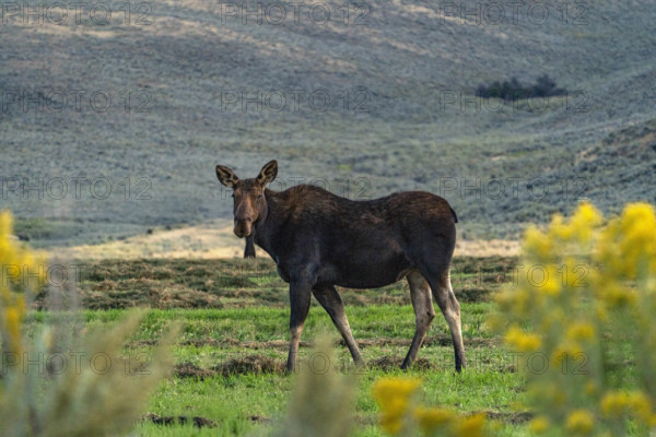 USA, Idaho, Bellevue, Cow moose walking in pasture