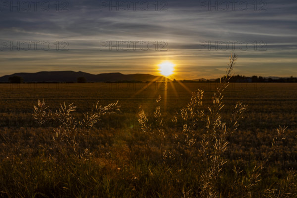USA, Idaho, Bellevue, Setting sun through wild grass
