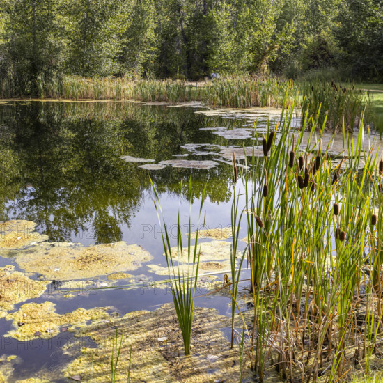 USA, Idaho, Bellevue, Calm pond with cattails on sunny day