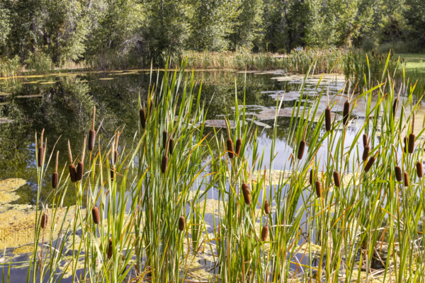 USA, Idaho, Bellevue, Calm pond with cattails on sunny day