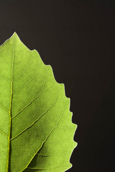 Close-up of green Bigtooth Aspen leaf on black background
