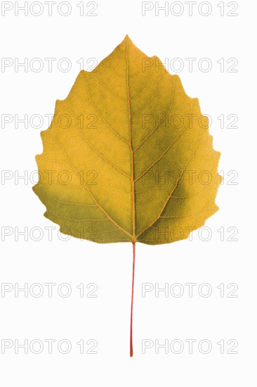Bigtooth Aspen leaf in Autumn color on white background