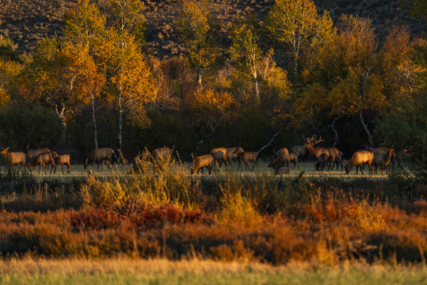 USA,Idaho,Bellevue, Herd of elk grazing in meadow in autumn