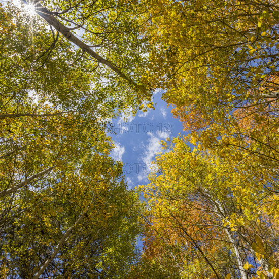 Low angle view of tall autumn trees