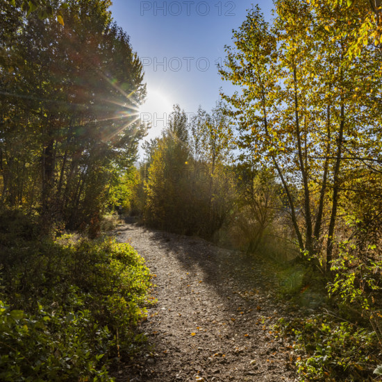 USA, Idaho, Bellevue, Trail through autumn forest on sunny day