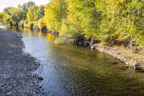 USA, Idaho, Bellevue, Big Wood River and trees with fall foliage