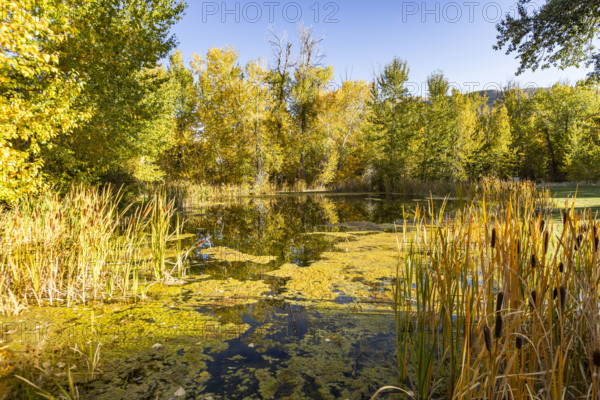 USA, Idaho, Bellevue, Cattails and tall grass growing on pond near Big Wood River