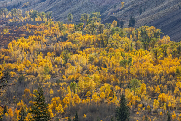 USA, Idaho, Sun Valley, Autumn colors in Trail Creek drainage