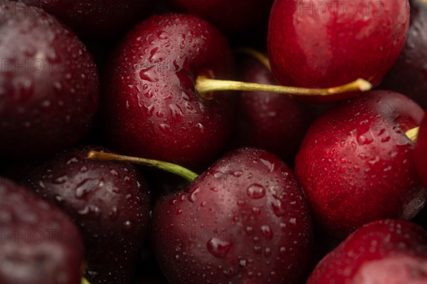 Close-up of fresh, dark cherries with water drops
