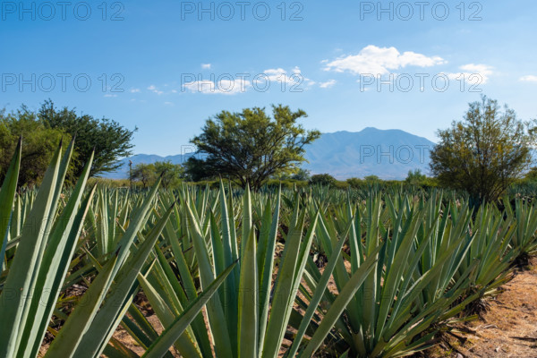 Mexico, Oaxaca, Row of agave plants growing at a farm